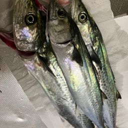 サゴシ