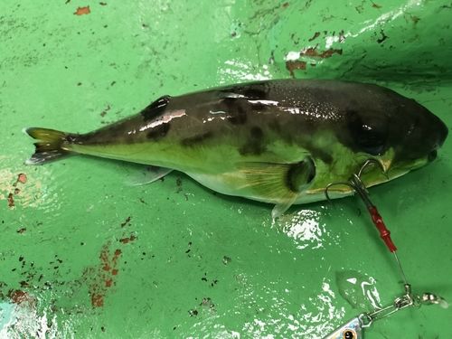 フグの釣果