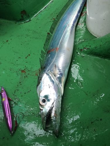 タチウオの釣果