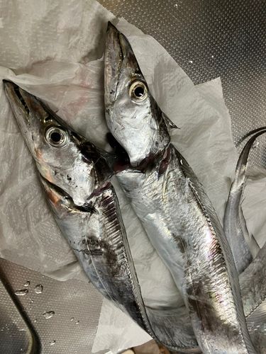 タチウオの釣果