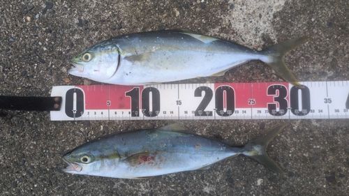 ワカシの釣果