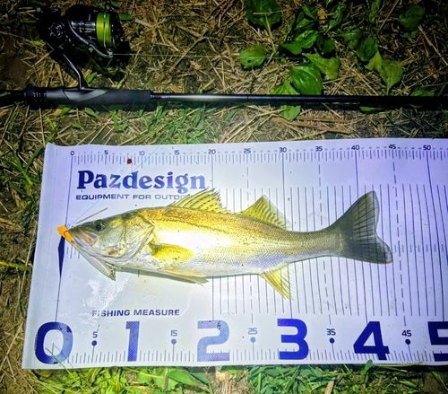 セイゴ（マルスズキ）の釣果