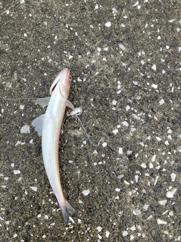 エソの釣果