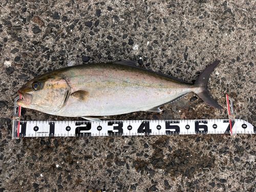 ネリゴの釣果