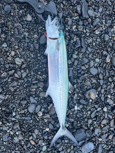 サゴシの釣果