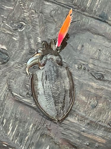 コウイカの釣果