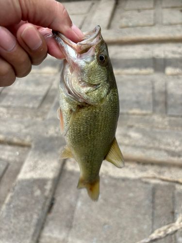 ラージマウスバスの釣果