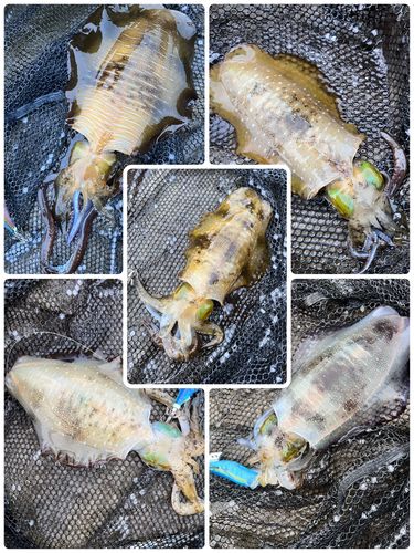 アオリイカの釣果