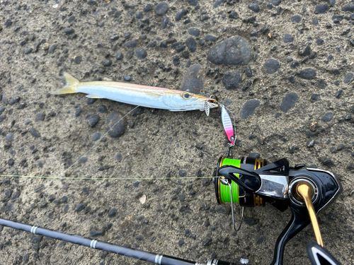 カマスの釣果