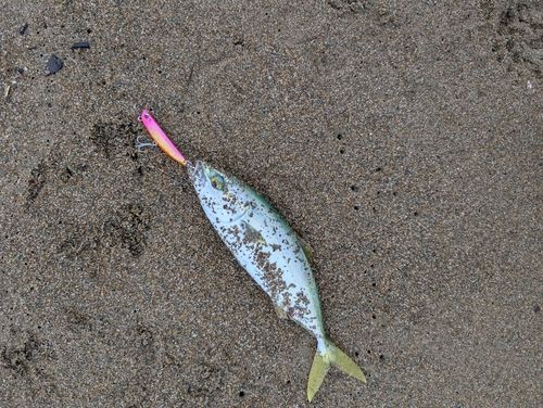 コゾクラの釣果