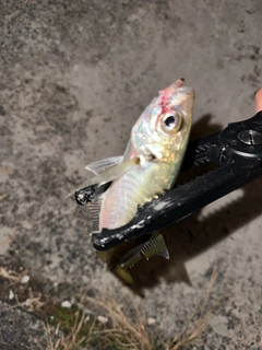 マアジの釣果