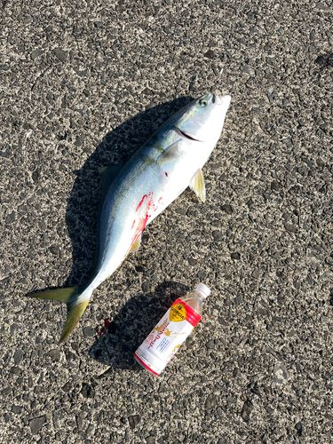 イナダの釣果