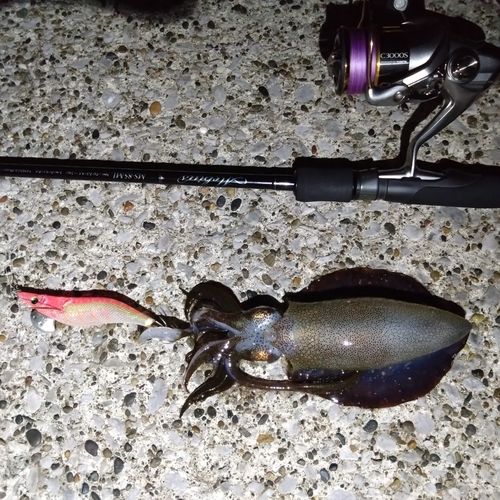 アオリイカの釣果