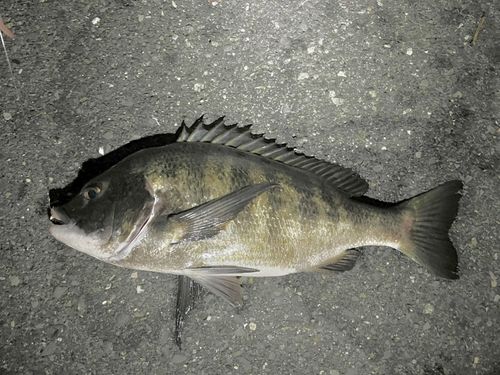 チヌの釣果