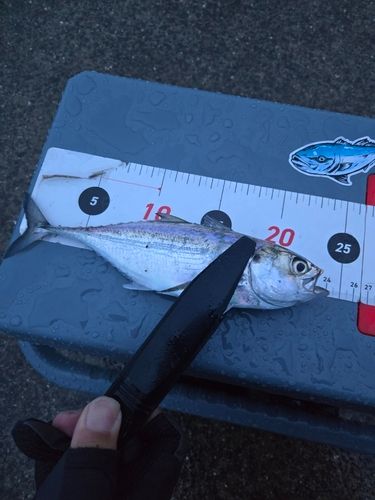 オニアジの釣果