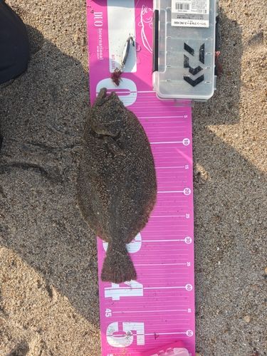 ソゲの釣果
