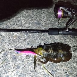 アオリイカ