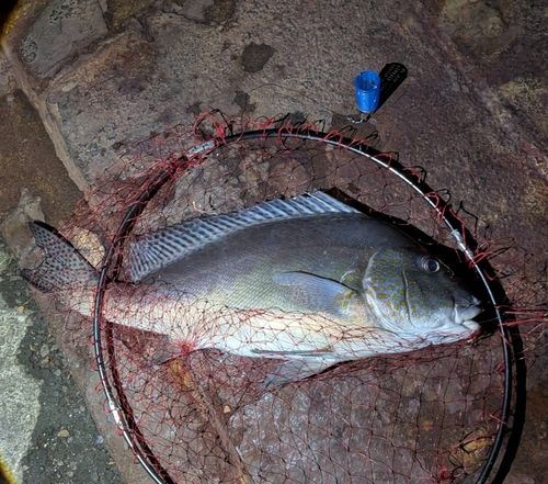 コロダイの釣果