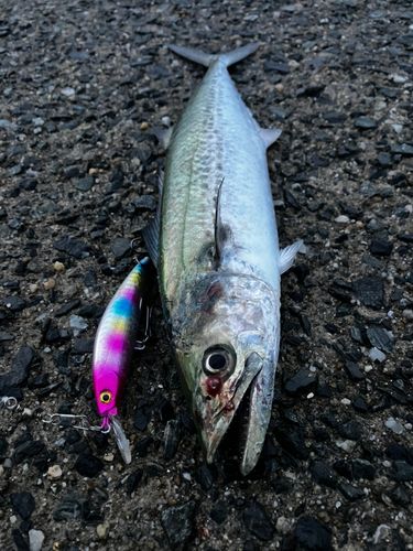 サゴシの釣果