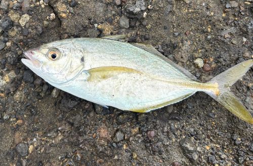 シマアジの釣果