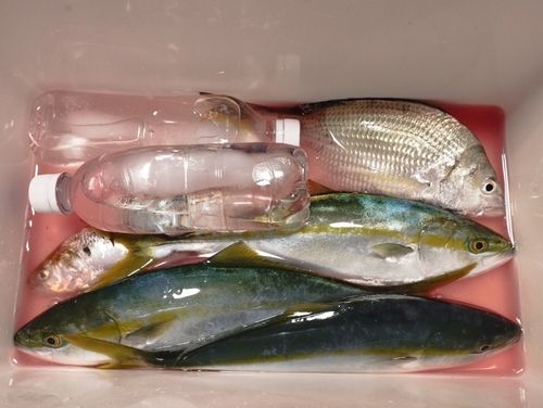 ヤズの釣果
