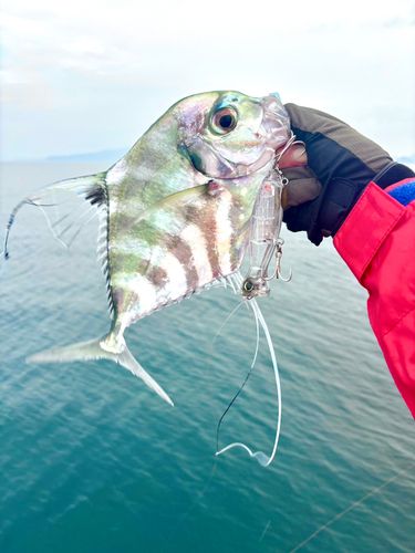 イトヒキアジの釣果