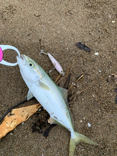 コゾクラの釣果