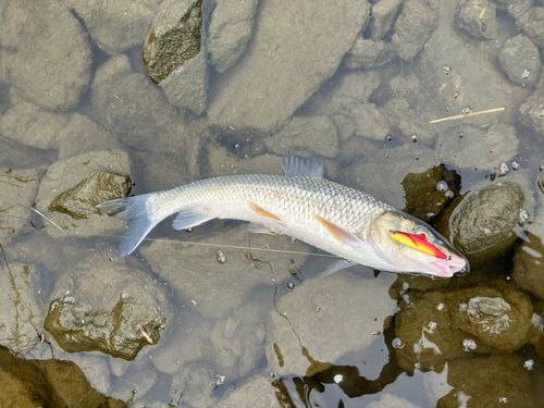 ニゴイの釣果