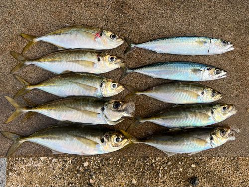 アジの釣果