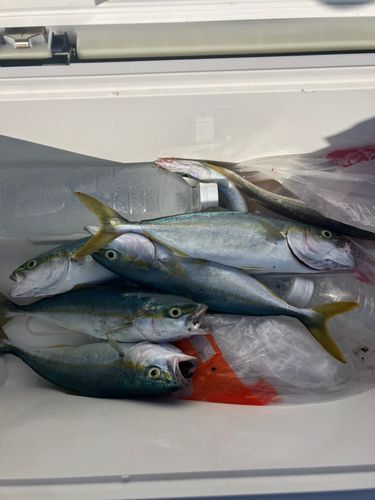 ワカシの釣果