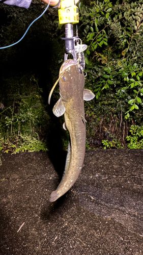 マナマズの釣果