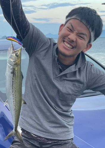 サゴシの釣果