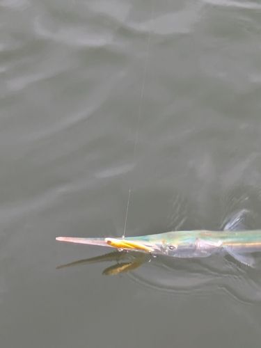ダツの釣果