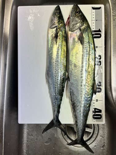 サゴシの釣果