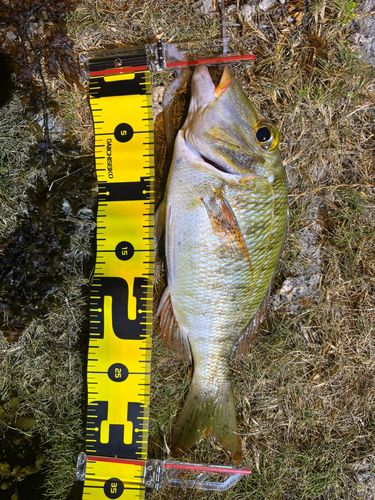 クチナジの釣果