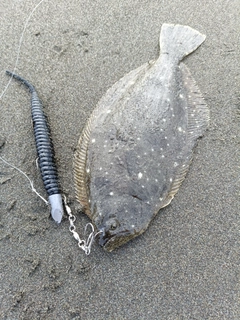ソゲの釣果