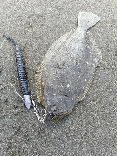ソゲの釣果