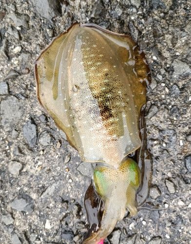 釣果