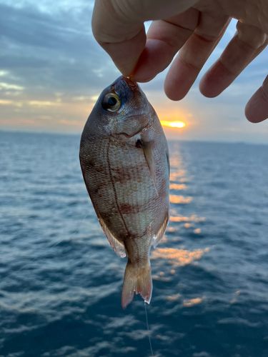 マダイの釣果