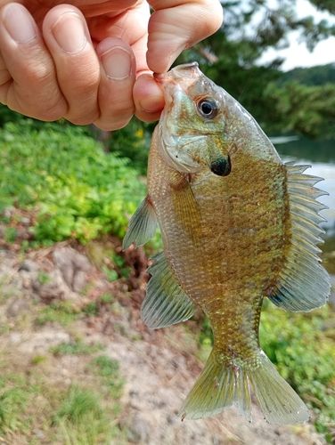 ブルーギルの釣果