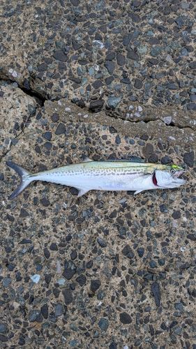 サゴシの釣果