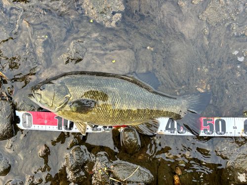 スモールマウスバスの釣果