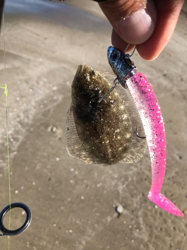 ソゲの釣果