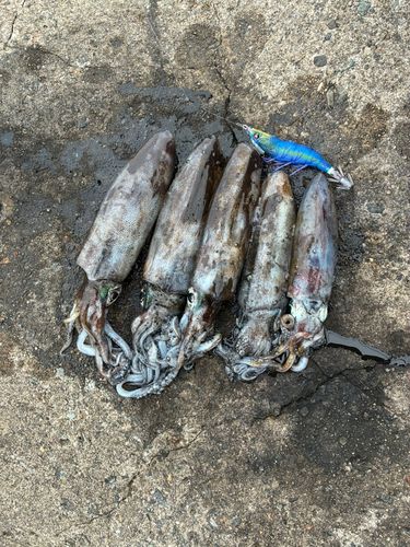アオリイカの釣果