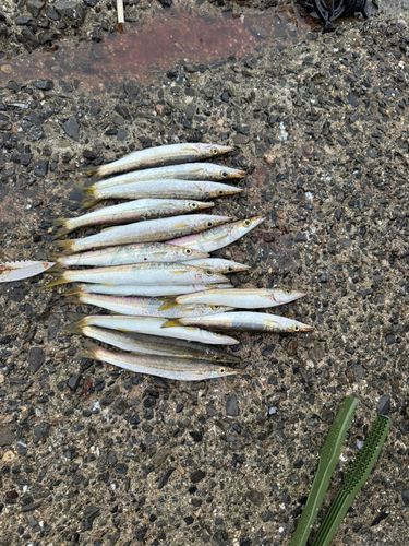 カマスの釣果