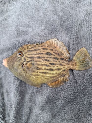 カワハギの釣果