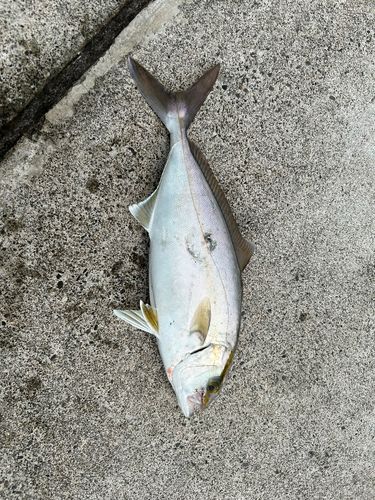 ショゴの釣果
