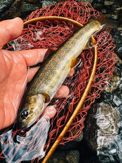 ニッコウイワナの釣果