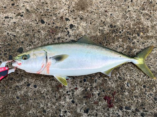 イナダの釣果