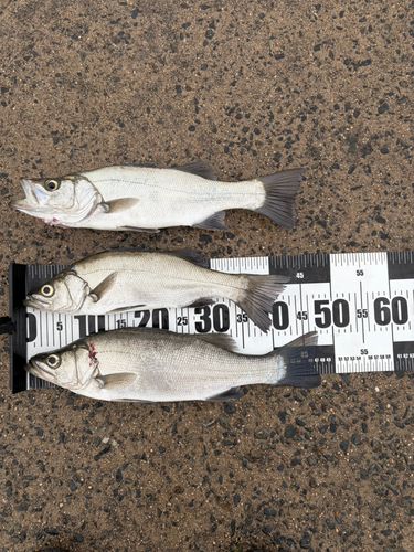セイゴ（ヒラスズキ）の釣果